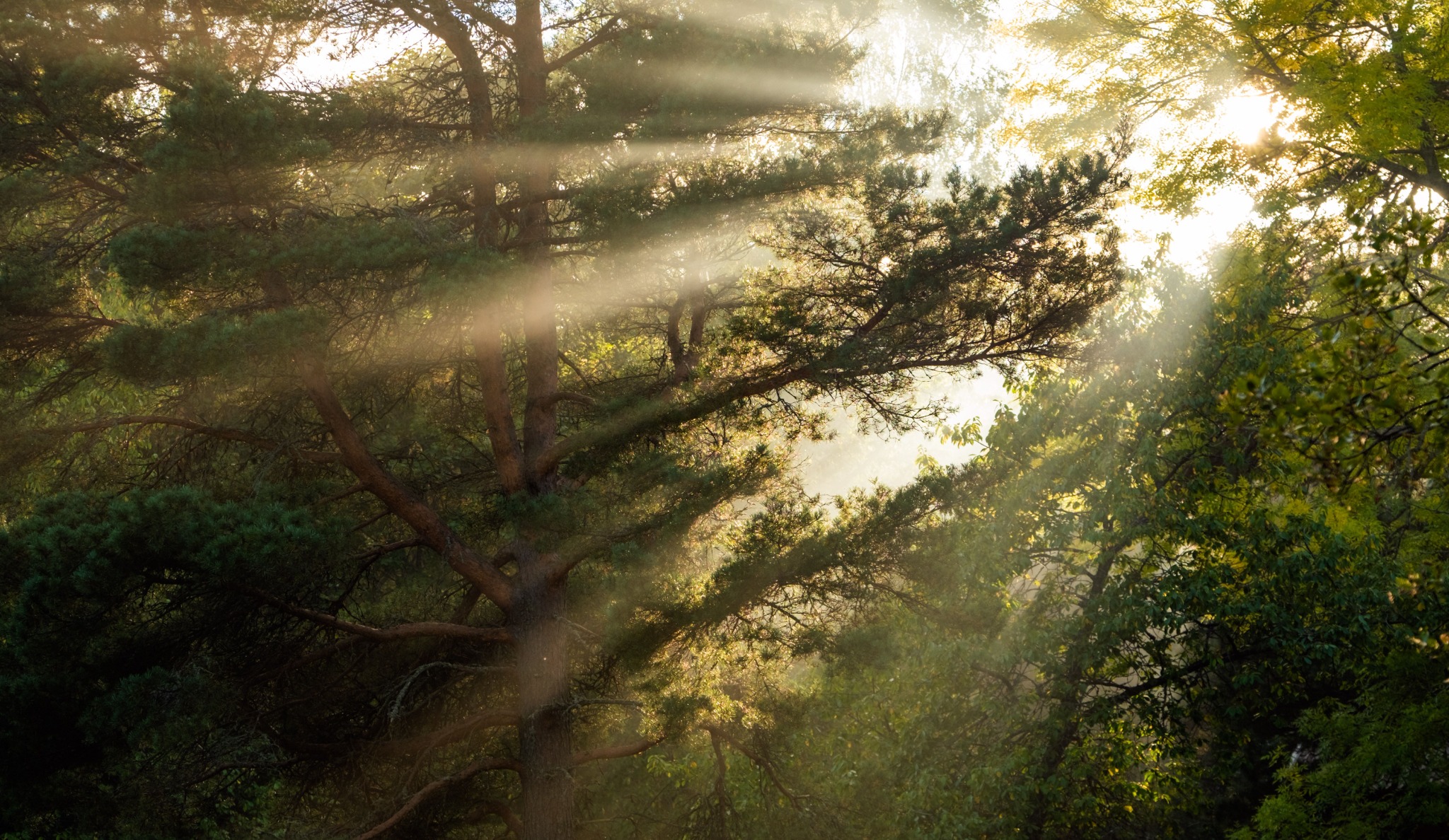 Morning sunlight filtering through green trees